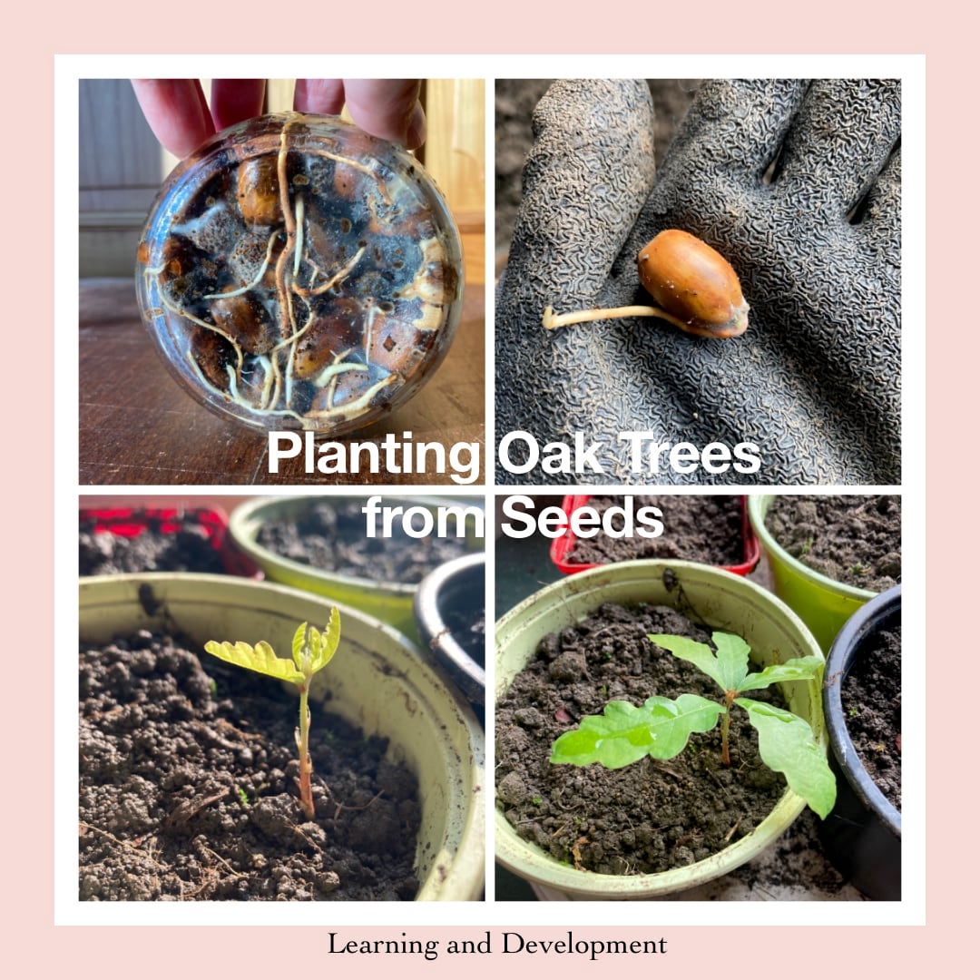 Planting Oak Trees from Seed, an Experiment on Replanting Hardwood Trees